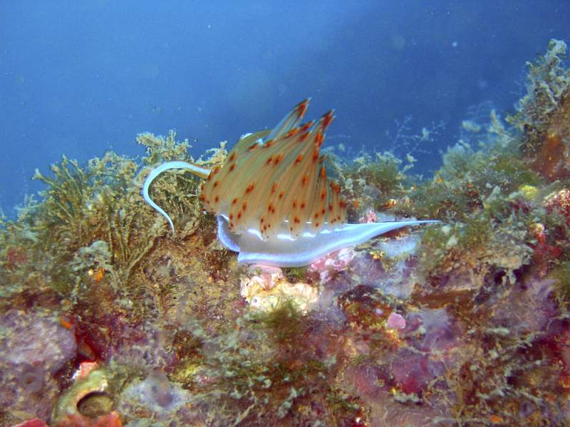 nudibranche 2.jpg